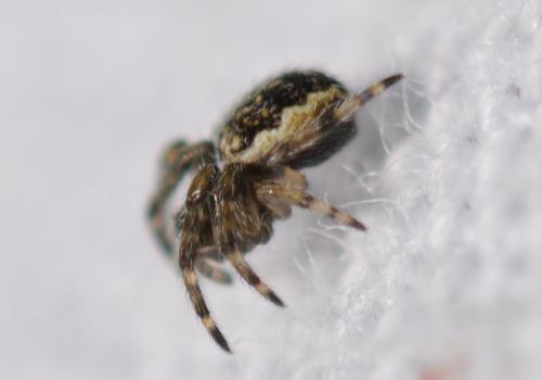 Réf. 309 519 : Nuctenea umbratica